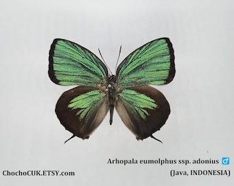 Arhopala eumolphus ssp. adonius (male) - UNMOUNTED/WING CLOSED Real Butterfly specimen(s)