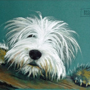 Rhona the Bearded Collie.