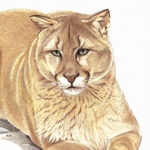 Small Mountain Lion Animal Art Print, Coloured Pencil Drawing
