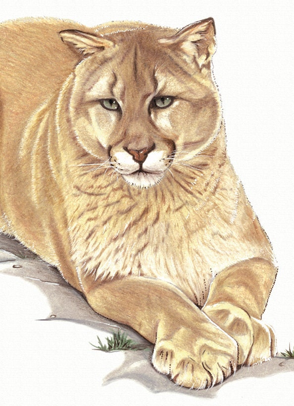 Small mountain lion animal art print, coloured pencil drawing unframed,  matted print