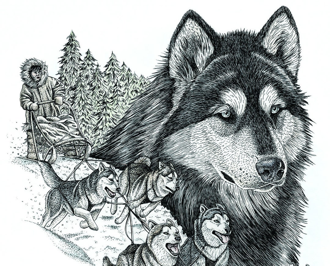 Dogsled Art Print, Pen Ink Drawing, Sled Dog Team, Arctic Dog Sled