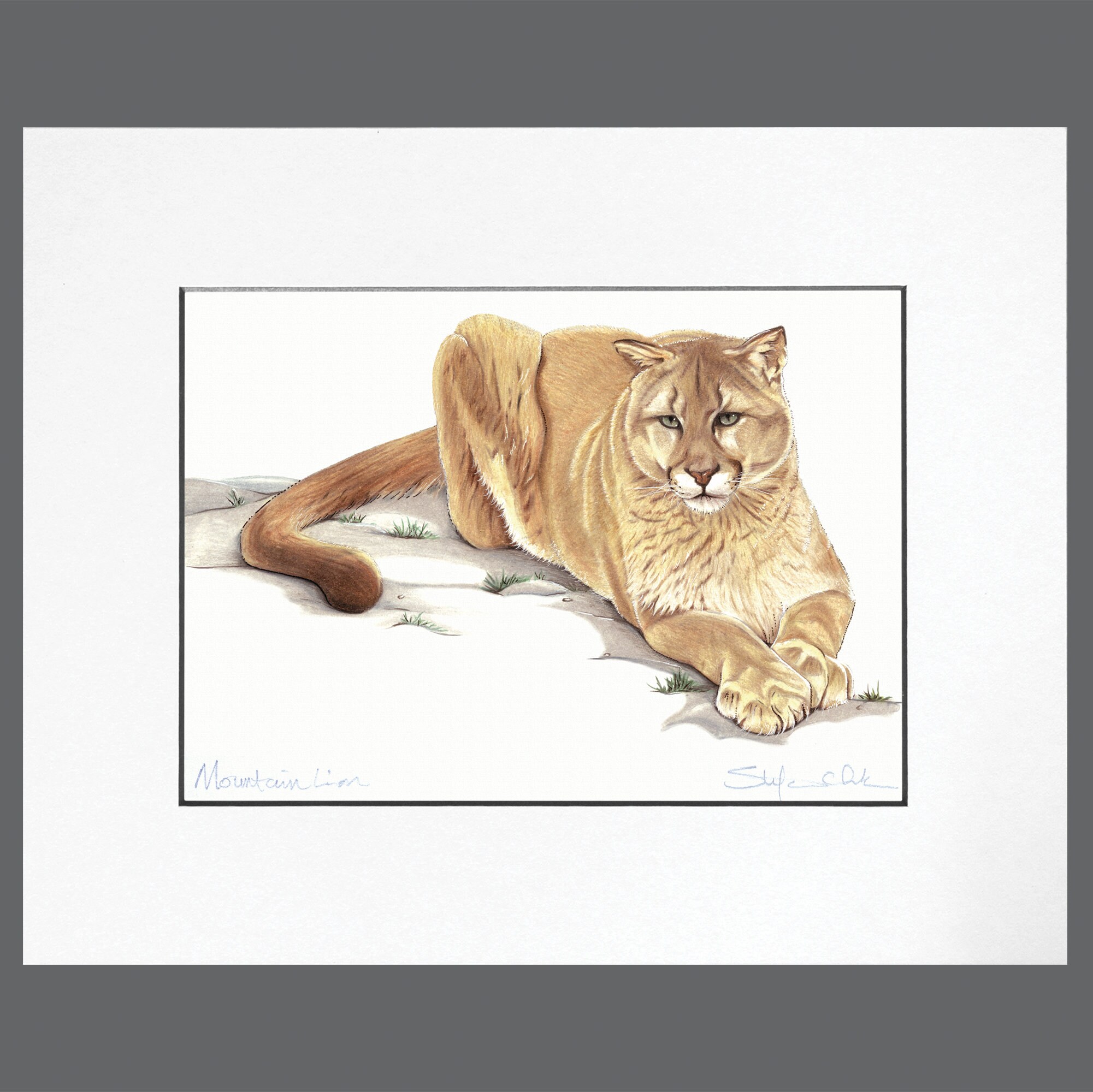 Small Mountain Lion Animal Art Print, Coloured Pencil Drawing Unframed ...