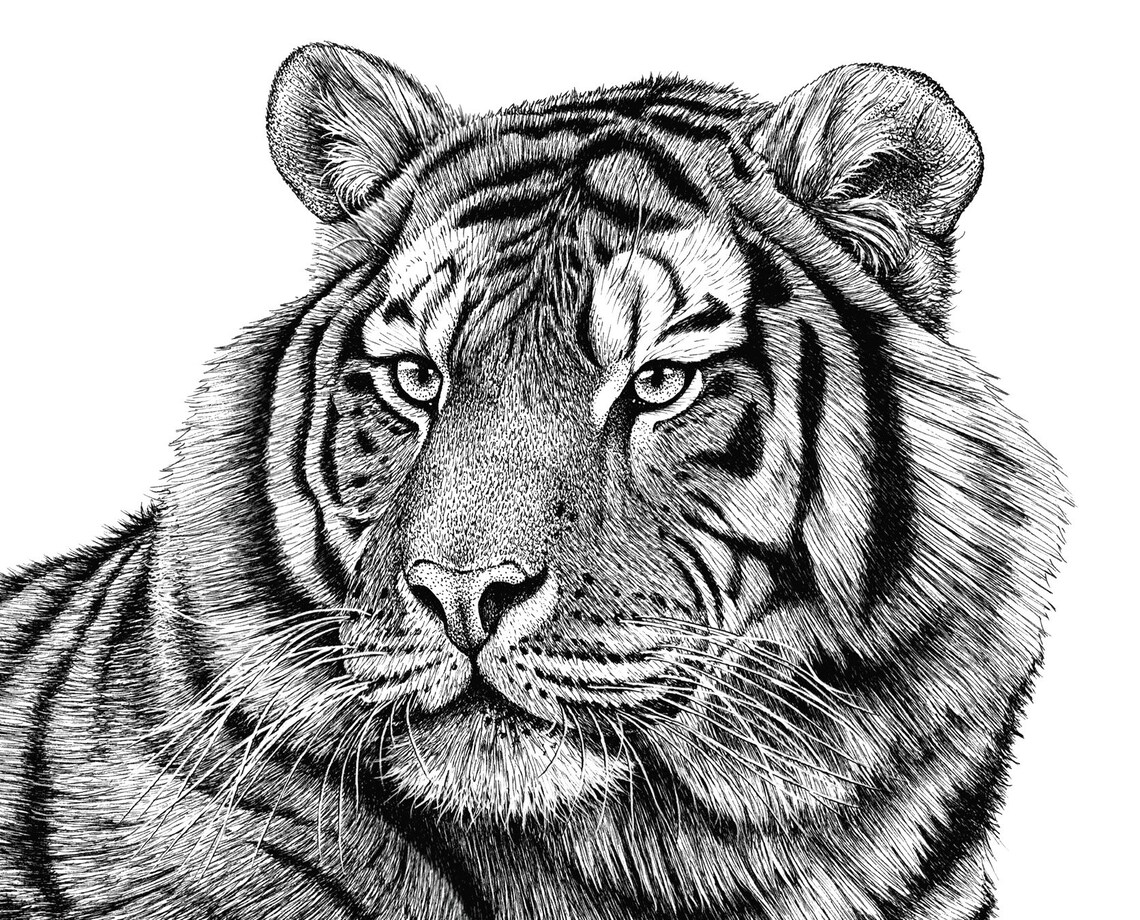 Small Siberian Tiger Animal Art Print Pen Ink Drawing Etsy