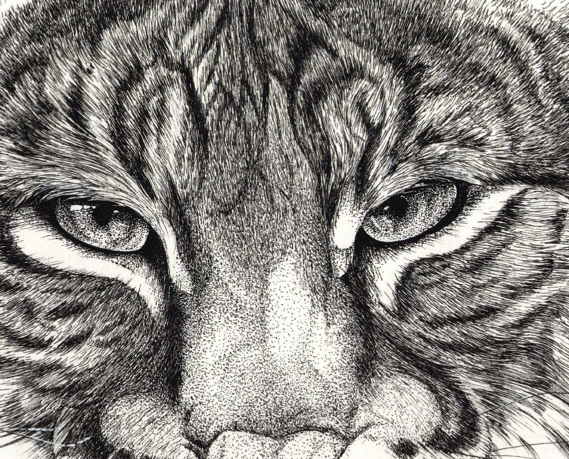 Kleine Bobcat animal art print pen inkt tekening print - Etsy Nederland