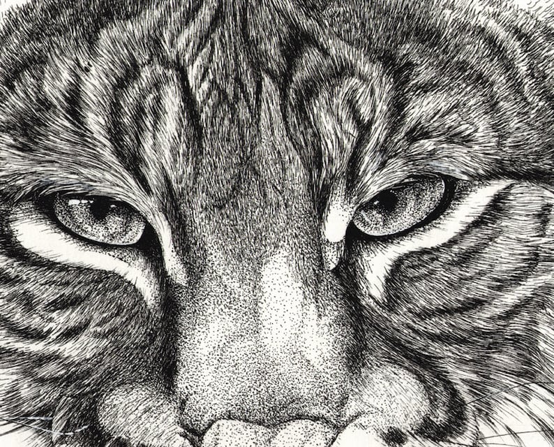 Small Bobcat Animal Art Print, Pen Ink Drawing Print Unframed - Etsy