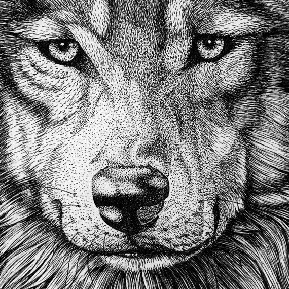 Buy Small Wolf Portrait Animal Art Print, Pen Ink Drawing Unframed Online  in India - Etsy