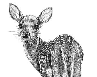 Whitetail Fawn Art Print Pen Ink Drawing Baby Animal Art - Etsy Whitetail Fawn Art Print Pen Ink Drawing Baby Animal Art - Etsy