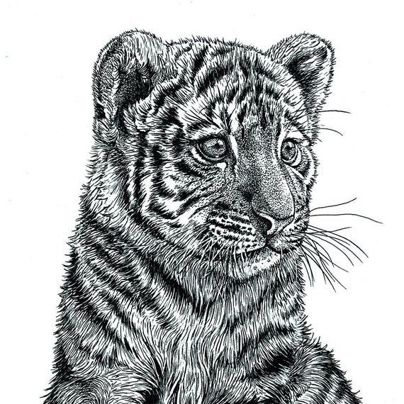 Small Siberian Tiger Cub Animal Baby Art Print Pen Ink - Etsy Small Siberian Tiger Cub Animal Baby Art Print Pen Ink - Etsy