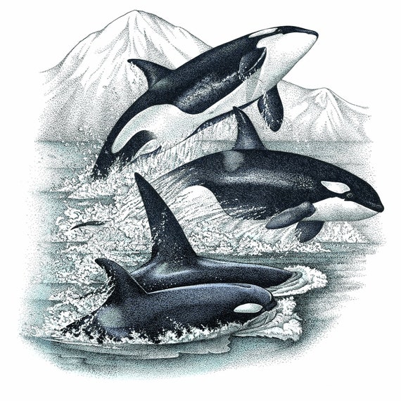 Large Orca Whales Art Print Pen Ink Drawing Unframed - Etsy