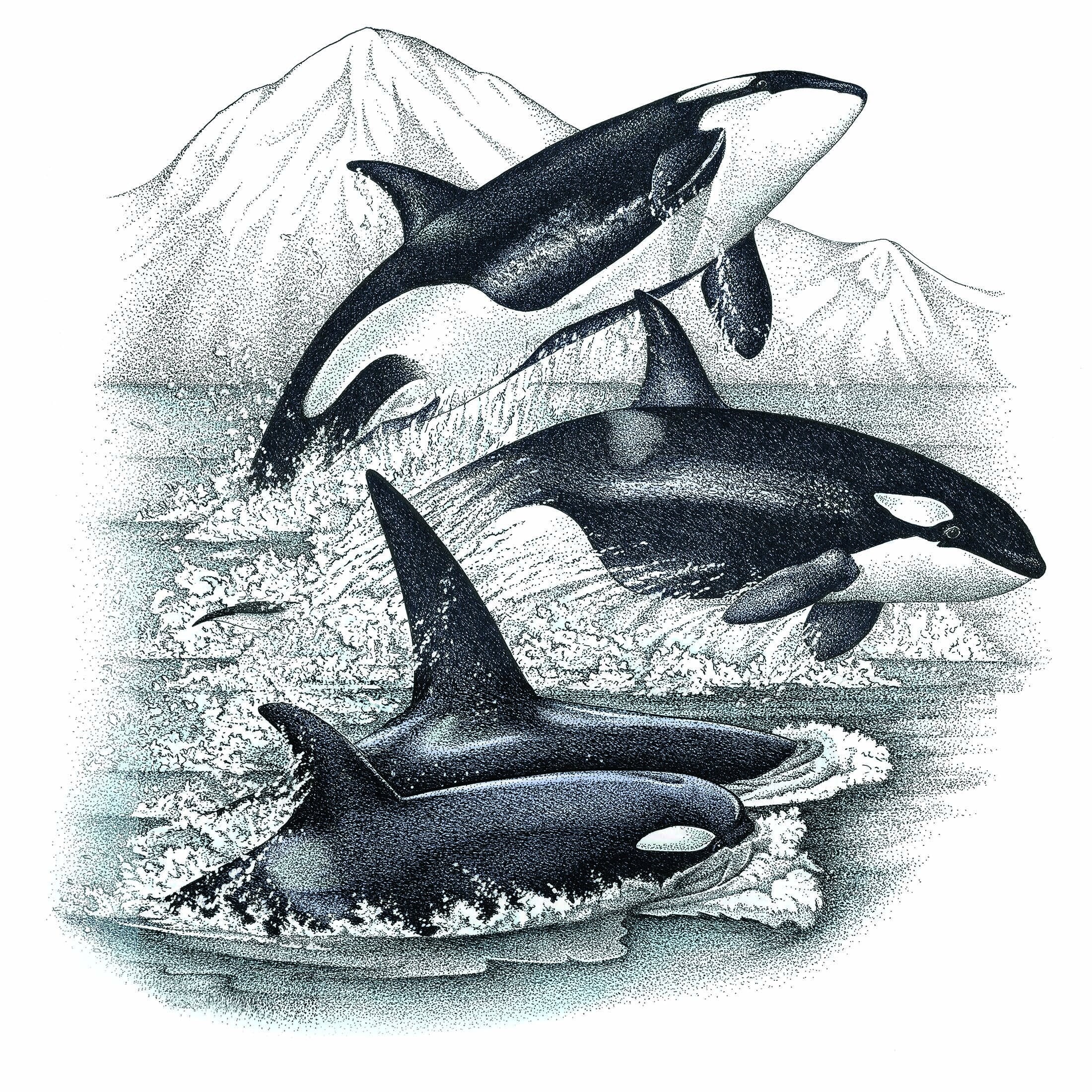 Gran impresión artística de ballenas orcas dibujo a tinta sin - Etsy España