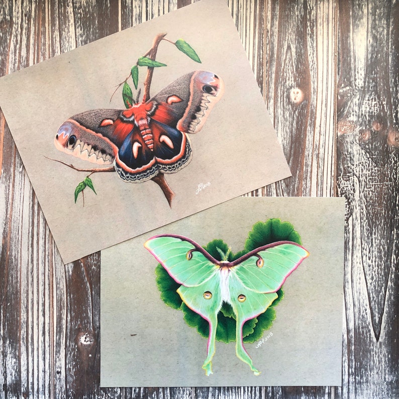Moth Art Prints Etsy