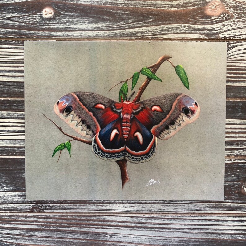 Moth Art Prints Etsy