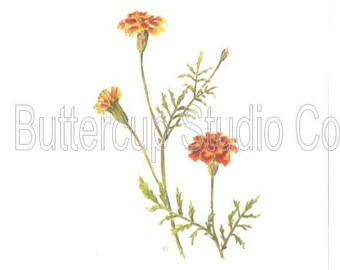 October's Flower: Marigold