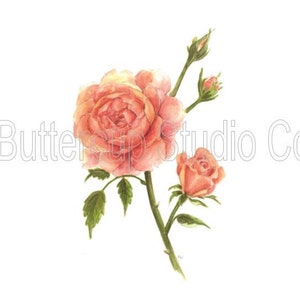 June&#39;s Flower: Rose