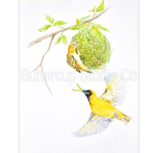 Southern Masked Weavers