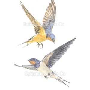 Barn Swallows