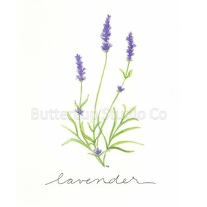 Lavender
