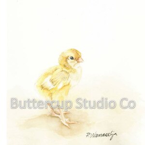 Baby Chick