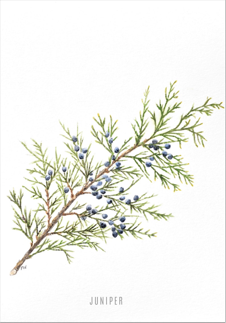 ButtercupStudioCo Juniper Tea Towel - Thumbnail 2