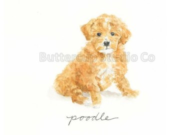 Poodle