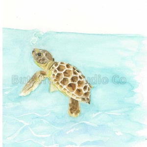 Baby Sea Turtle