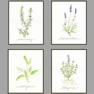 Collection of 4 Herbs