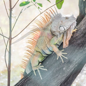 May include: A green and orange iguana with a spiky crest climbs a tree branch. The iguana has a white spot on its head and is looking to the right.