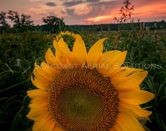 Summer Sunflowers at Sunset - Photographic Print (Mounted but unframed)