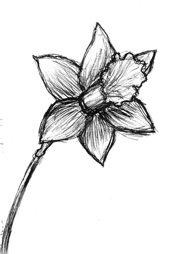 Print of Daffodil British Wildflower Pen & Ink Ballpoint | Etsy