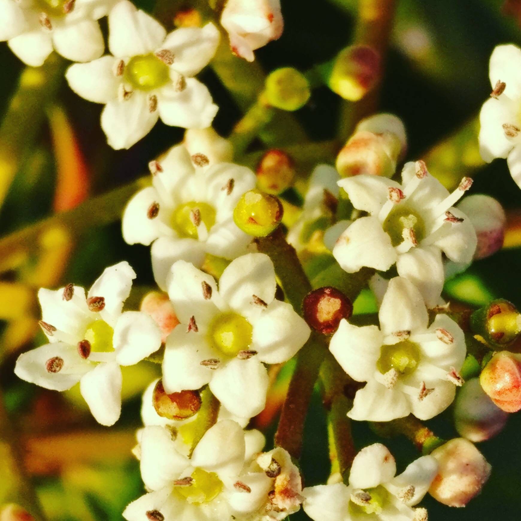 The Wayfarer Viburnum Lantana English Wildflower Photography Etsy
