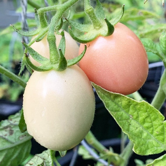 Cherry Tomato EI VON PHUKET 20 Seeds Heirloom Vegetable-Variety from Thailand Cherry Tomato EI VON PHUKET 20 Seeds Heirloom Vegetable-Variety from Thailand
