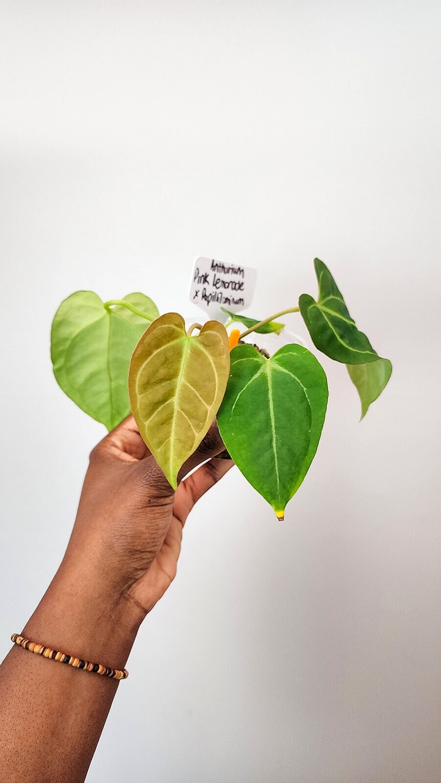 Anthurium SKG Pink Lemonade X Papillilaminum | Actively Growing