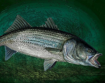 Striped Bass Fishing Art Prints, (Giclee)