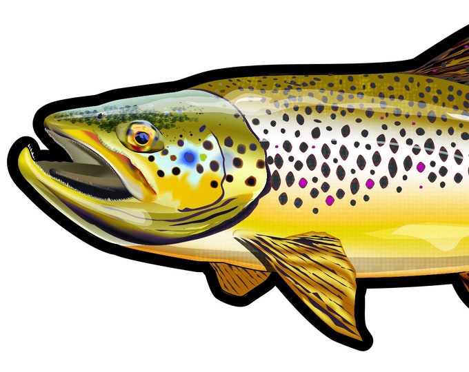 Wild Brown Trout, Trout Fishing, Fishing Art, Die-cut Bumper Sticker/Decal 7.5" x 3.25" UV Coated Inks By FishWear Designs