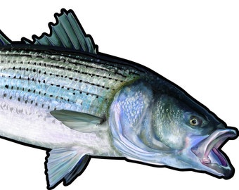 Striped Bass Die-Cut Sticker UV Coated Inks on Vinyl 7.5" x 3.7"