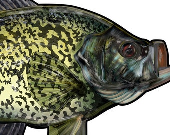 Black Crappie Fishing Diecut Sticker 6"x3.25" UV Coated inks Fishing Stickers Fly Fishing, Crappie Fishing Decal Window Sticker