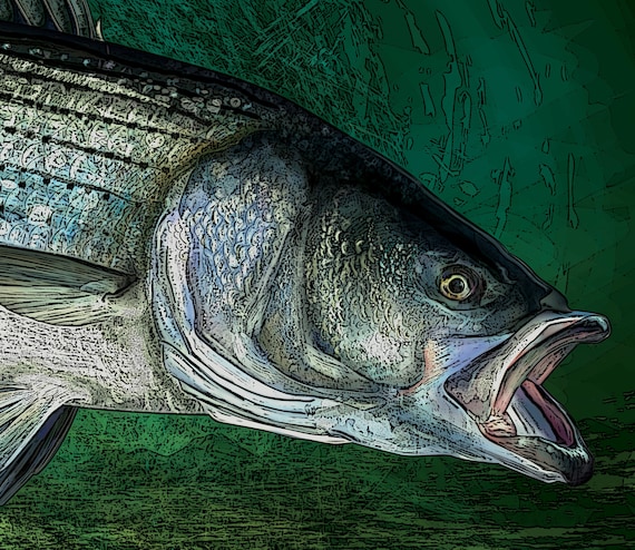 Striped Bass Fishing Art Prints, giclee 