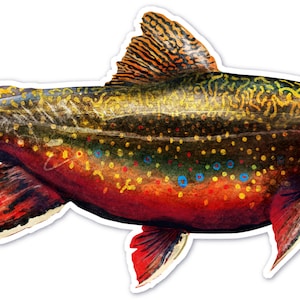 May include: A colorful illustration of a brook trout with a red, orange, and yellow body, black and green markings, and white spots. The fish is swimming to the right.