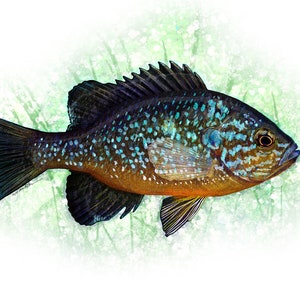 The Pumpkinseed Panfish Painting