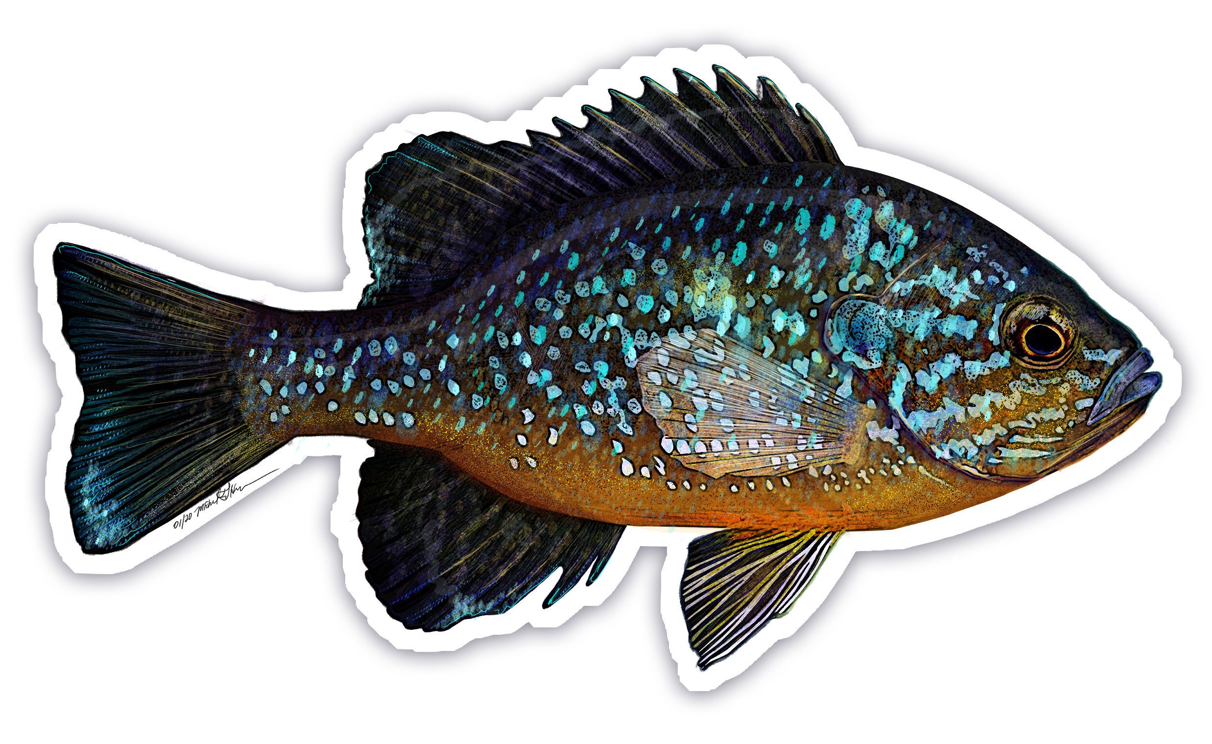 Pumpkinseed Panfish Die-cut Bumper Sticker 5.5x3 UV Coated Inks 