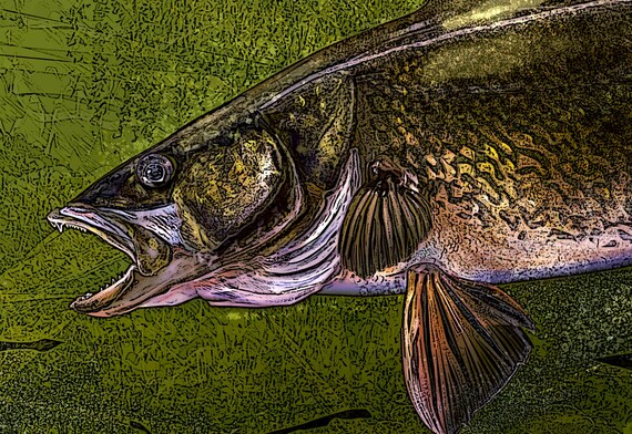MADE BY FISHWEAR 7.5/" WIDE Walleye STICKER UV COATED INKS