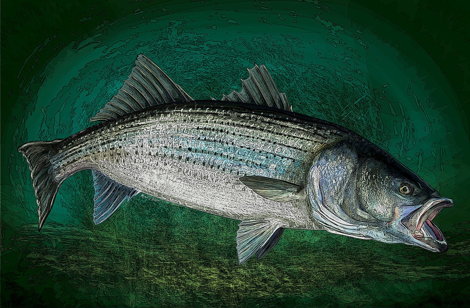 Striped Bass Fishing Art Prints giclee Printer Test Prints - Etsy