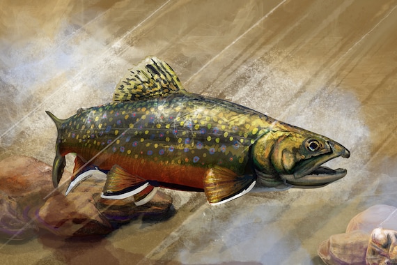 Freshwater: Native Brook Trout - The Fisherman