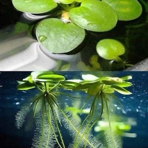 Op de afbeelding: Een close-up van waterplanten, met heldergroene, ronde bladeren die op het wateroppervlak drijven. Daaronder tonen de planten lange, delicate wortels, wat een visueel contrast creëert.