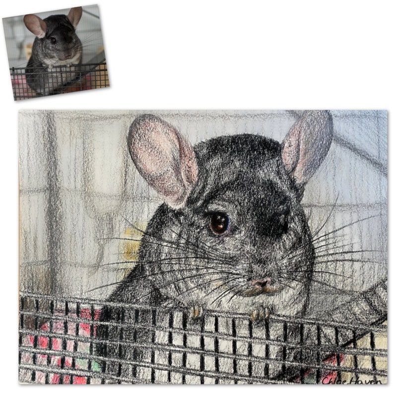 Custom Chinchilla Portrait in Colored Pencil image 3