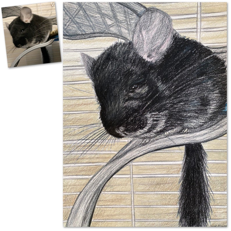 Custom Chinchilla Portrait in Colored Pencil image 7