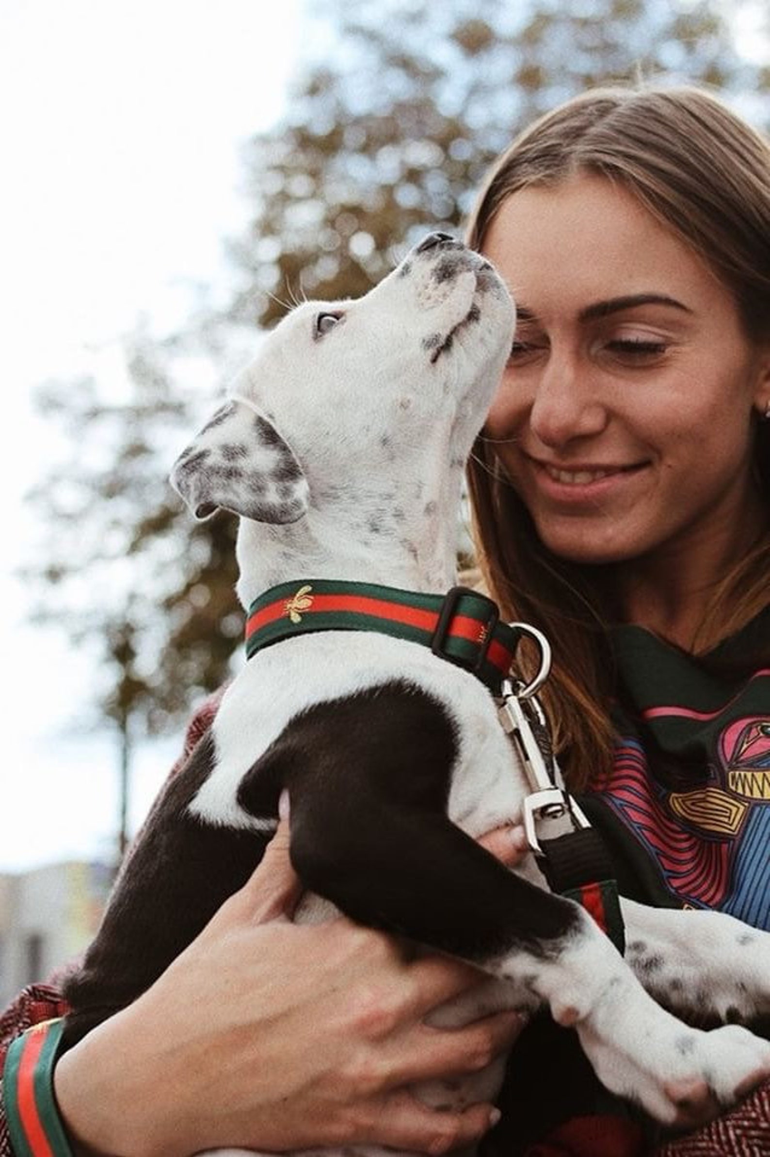 Personalized Dog Collar Engraved Dog Collar Bee Dog Collar Etsy