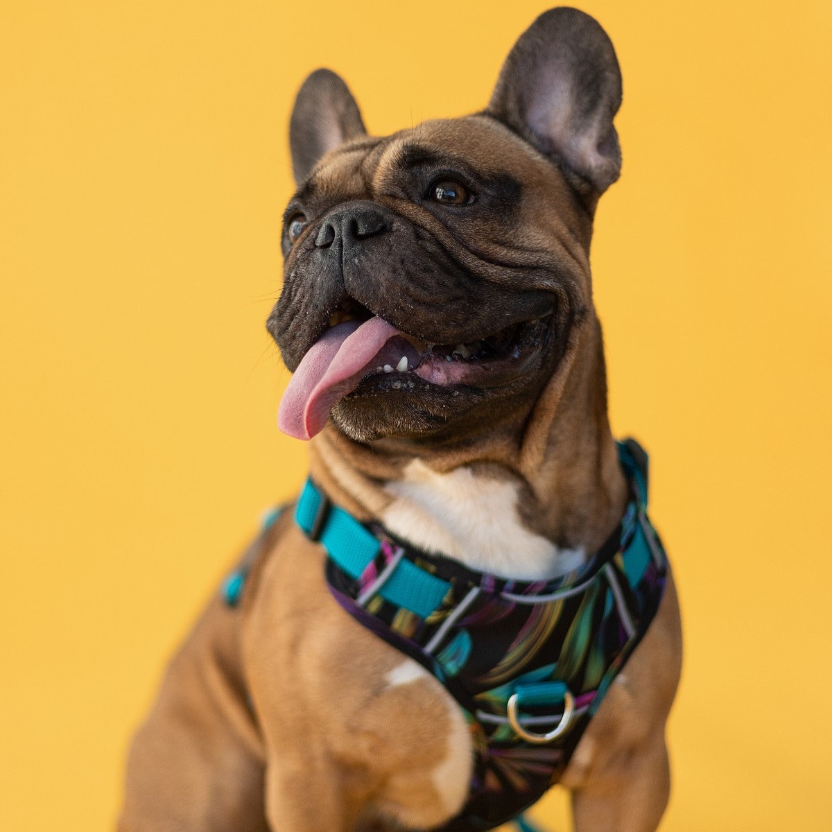 Waters Reversible Dog Harness Cute Reflective Waterpoof Dog Etsy