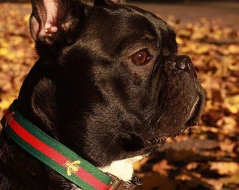 gucci dog harness amazon