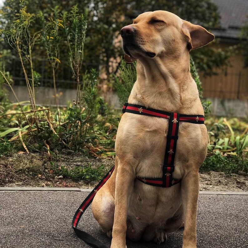 Bee Dog Harness Luxury Dog Harness Boy Dog Harness Girl Dog Etsy